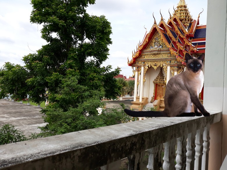 จุ๊กจิ๊ก2